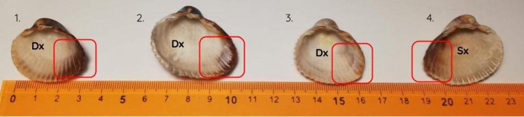 Cerastoderma glaucum?